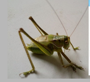 活体蝈蝈黄蝈蝈异色蝈蝈米黄蝈蝈包邮蝈蝈包活