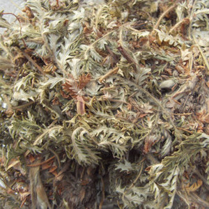 中药材野生翻白草 番白草白头翁/蛤蟆草/翻百草500克2份包邮