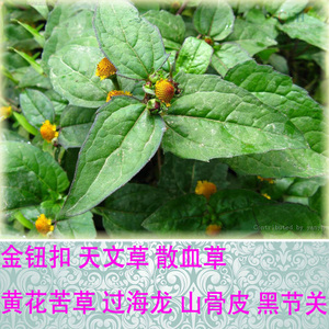 天文草新鲜野生草药金钮扣散血草黄花苦草过海龙山骨皮草药中药材