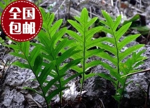 中药材野生新鲜骨碎补毛姜爬岩姜石岩姜500克15元