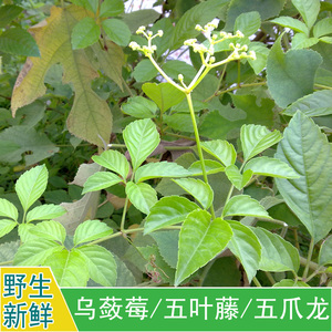 现采新鲜野外中草药材乌蔹莓五叶莓茏草拔茏葛五爪龙赤泼藤500g