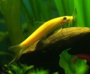 除藻清缸工具鱼 金苔鼠 青苔鼠鱼 除藻鱼吃青苔 金丝鼠鱼缸清洁