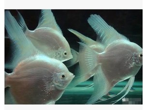 花地湾水族批发 观赏鱼 活体燕鱼 白神仙 雪燕鱼
