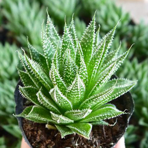 海西花都波露多肉植物雪花芦荟奇趣防辐射办公室吸甲醛创意盆栽