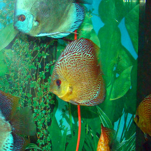 七彩神仙鱼 豹纹豹点热带观赏鱼3~5公分