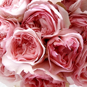 新品月季 伊芙口红诱惑 浓香灌木 抗病性强