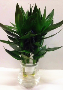 水培植物 观音竹 净化空气有氧植物 室内花卉 盆栽植物 绿植盆栽