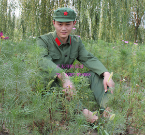 红卫兵服装文革服装拍照军装演出服 60 70年代军装 八路军演出服