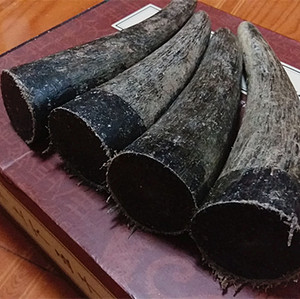 天然非洲实心黑牦牛角原料烟嘴佛珠扳指佛头三通雕刻鱼竿把手刮痧