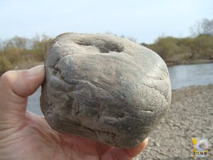 玉化水冲硅化木 木化石原石 天然石头 880克