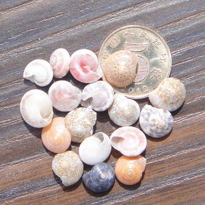 小海螺 进口昌螺 1cm内 海螺贝壳 婚庆布置 1角1只颜色随机