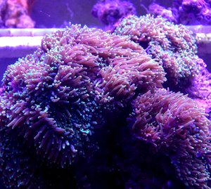 小丑鱼海水生物活体珊瑚发快递包损批发 绿毛菇