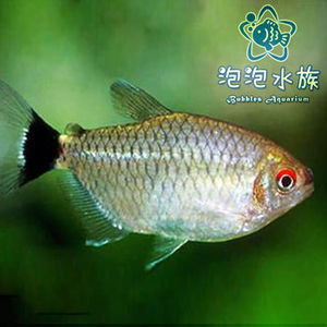 头尾灯鱼 银屏灯鱼 球形鱼 草缸群游鱼 小型热带观赏鱼 活体