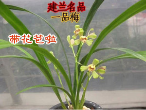 【中华一品梅兰花】中华一品梅兰花品牌,价格 - 阿里巴巴