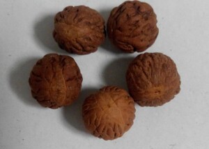 酸枣核 可打孔 野生酸枣核 0.5元一颗    108颗起批