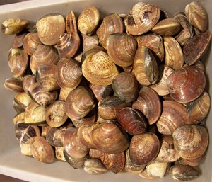 中药材文蛤壳 文蛤块 文蛤粉 海哈粉500克