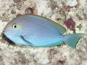小丑鱼海水生物海水鱼观赏鱼活体珊瑚发快递包损批发西瓜吊