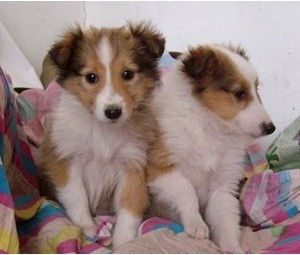 纯种苏格兰牧羊犬 苏牧幼犬出售 喜乐蒂犬 家养活体宠物狗狗07