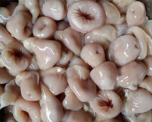 新鲜兔肚头 纯肚头 口口脆 四川重庆火锅 干锅 串串食材500克