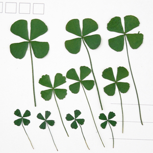 大小四叶草 押花压花干花手机壳diy 植物教学标本12片