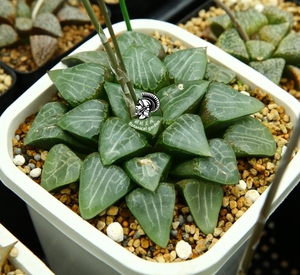 18年 月影 寿 种 十二卷/多肉植物/瓦苇属/Haworthia