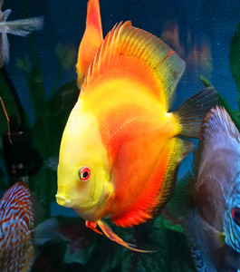 七彩神仙鱼 红钻热带观赏鱼3~5公分