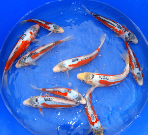 德系邱翠锦鲤 秋翠锦鲤鱼苗观赏鱼冷水鱼 锦鲤活体