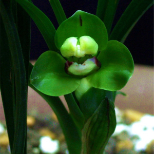 绿云梅 兰花春兰矮种 下山新品绿云梅 花卉绿植盆栽 特价批发