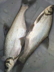 淡水鱼苗四大家鱼苗杂交鳊鱼长身鳊鱼苗野鳊鱼苗杂交白鱼苗柳叶鳊