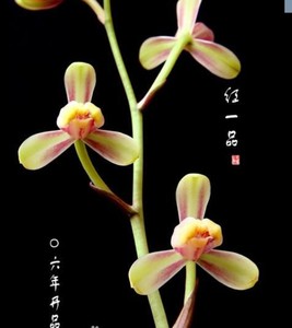 兰花建兰红一品 多次开花 漂亮花型好品种保证 包开花 免邮
