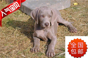 德国威玛猎犬纯种 魏玛犬 威玛幼犬,公母都有,疫苗驱虫已做