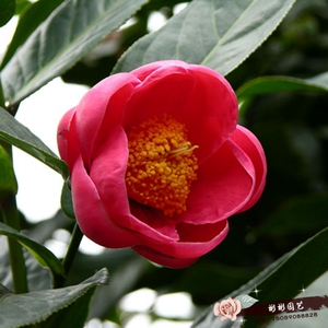 四季抱茎茶 海棠茶福建龙岩永福镇品种茶花盆栽热带大型叶片茶花