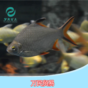 银凤鱼_银凤鱼价格_银凤鱼淘宝天猫货源 阿里巴巴找货神器