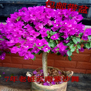 云南紫花粗杆子安格斯三角梅盆栽四季爬藤攀岩耐热多年生带盆包邮