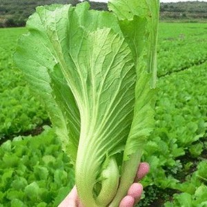 散装芥菜种子大芥包心芥菜皱叶芥 四季种大叶光头芥种子 包邮图片