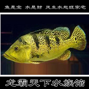 皇冠三间鱼巴西亚活体金老虎鱼大中型热带淡水观赏鱼龙鱼混养配鱼