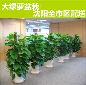 沈阳绿植花卉/大盆绿萝盆栽/开业庆典/乔迁/室内绿植盆景/4s店