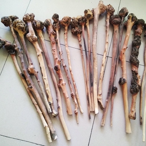 云南特产 黑果树黑果木背锤 捶背 木雕 天然树瘤原生态半成品大瘤