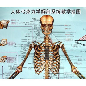 医学书正版 人体弓弦力学解剖系统教学挂图 张天民,吴绪平 中国中医药