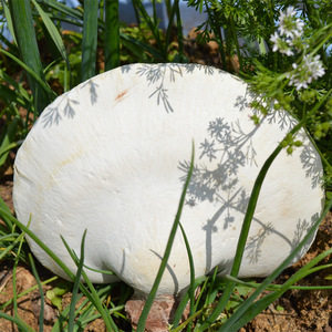 002人付款淘宝灵芝之家 云南野生白灵芝 桦剥管菌