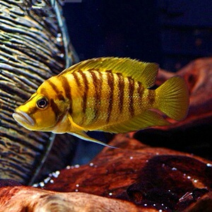 淘宝热带鱼 观赏鱼 珍珠虎 三湖慈鲷 坦鲷 穆通威金头虎 宠物鱼 活体