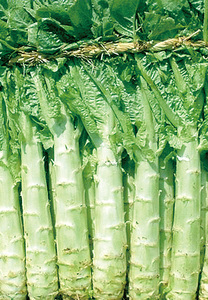 新鲜莴苣茎500g 莴笋 新鲜蔬菜 坏菜包赔 武汉满百包邮 同城配送