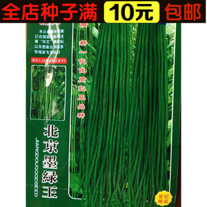蔬菜种子春秋播北京墨绿王豇豆种子长豆角种子菜豆深绿色高产抗病