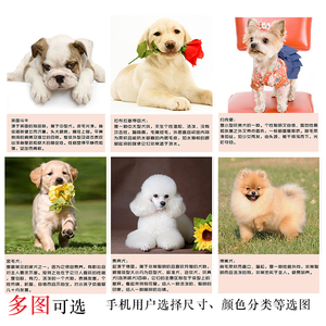 宠物狗介绍