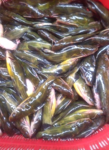 昂刺鱼 嘎鱼 黄鳍鱼 嘎牙子 黄刺骨黄辣丁 新鲜昂刺鱼500g