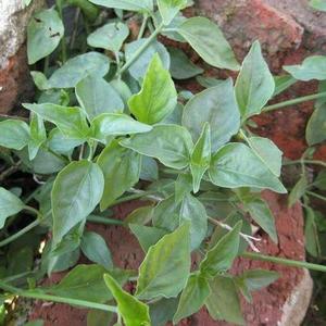 新鲜现采现发货 狗肝菜 青蛇仔 九干菜 鲜品500g