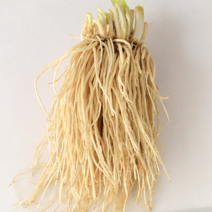 云南 苤菜根月子良菜  新鲜蔬菜根