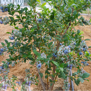 蓝莓树苗盆栽蓝梅果树苗南方北方品种 5年苗带果发货 庭院果树