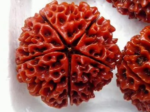 包邮 印尼落地红大金刚菩提子6六/7七/8八/9九瓣原籽散珠单颗批发