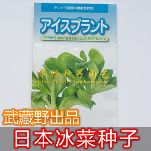 保健植物【冰草种子】日本进口 冰菜种子 带盐味儿的蔬菜 可水培